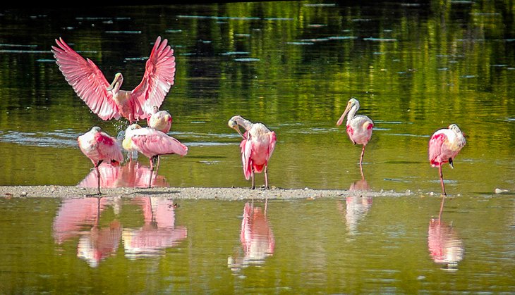 Roseate spoonbills at JN Ding Darling National Wildlife Preserve