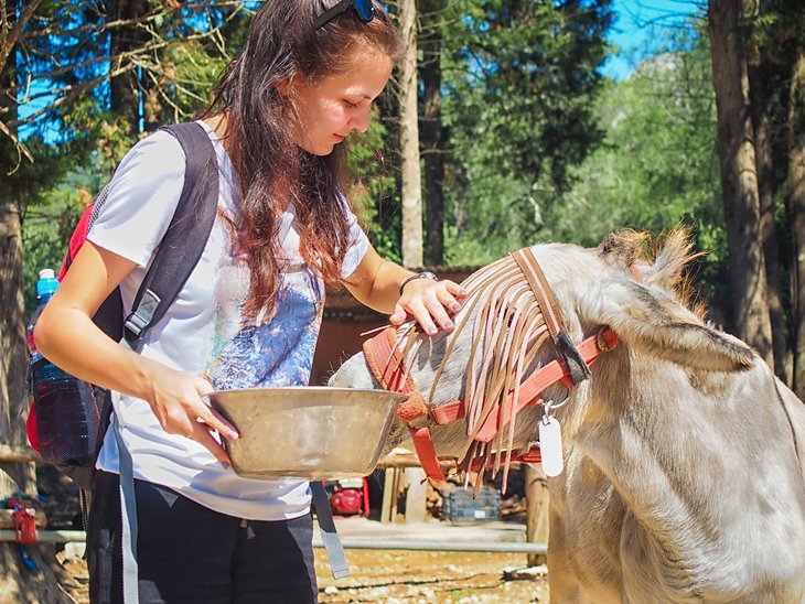 Nourrir un âne à Corfu Donkey Rescue