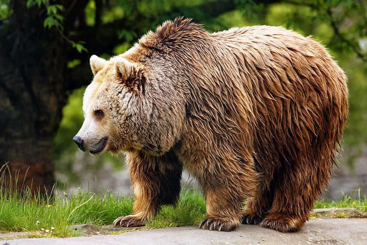 European brown bear