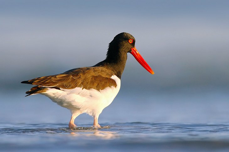 American oystercatcher