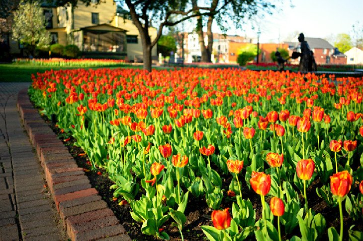 Tulip Time in Pella