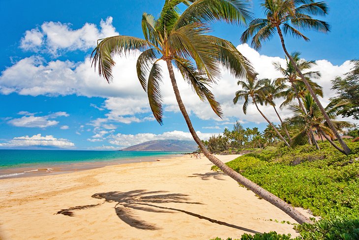 Palm-fringed Maui beach