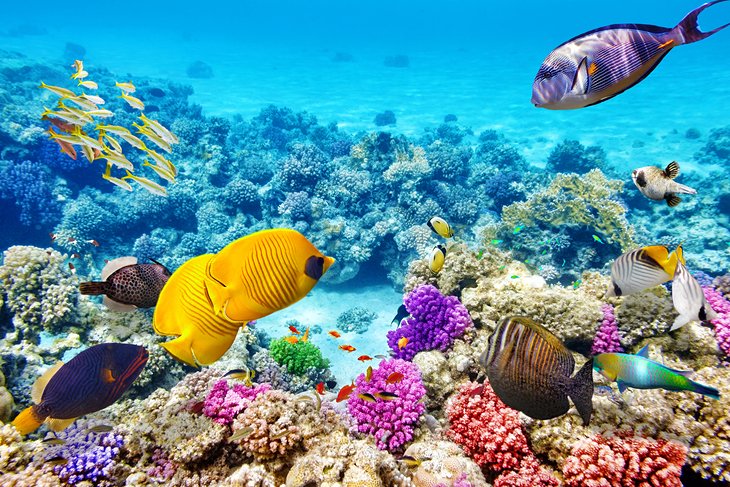 Colorful fish and coral on the Great Barrier Reef