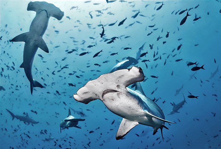 Hammerhead sharks at Cocos Island