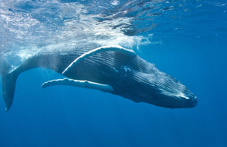 Humpback whale