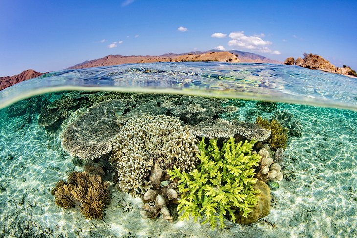 Coral reef off Komodo National Park