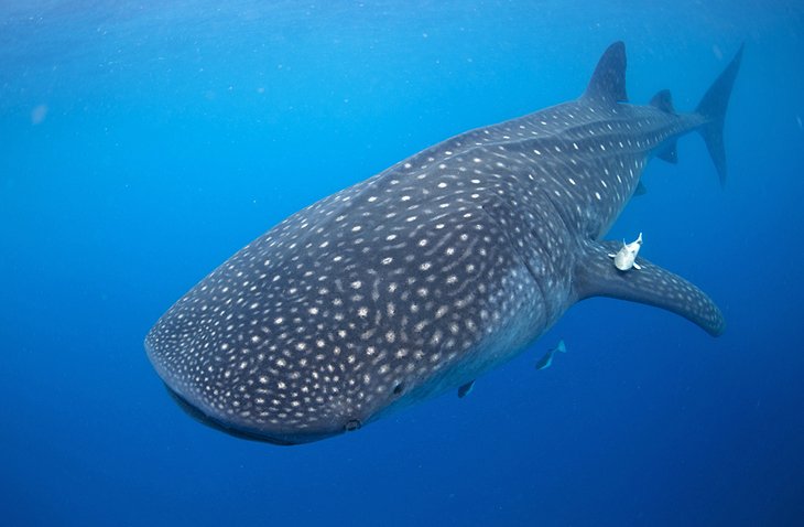 Whale shark off Isla Holbox