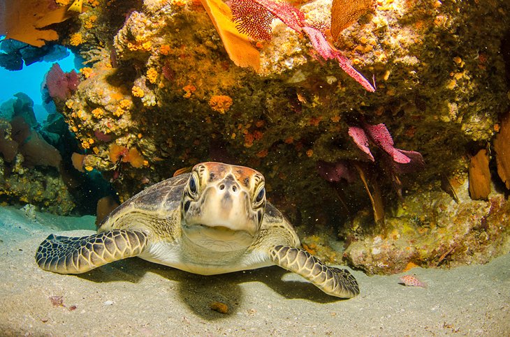 Sea turtle at Cabo Pulmo