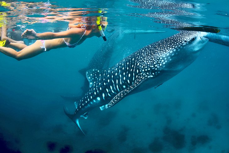 Snorkeling with whale sharks in the Bay of Donsol