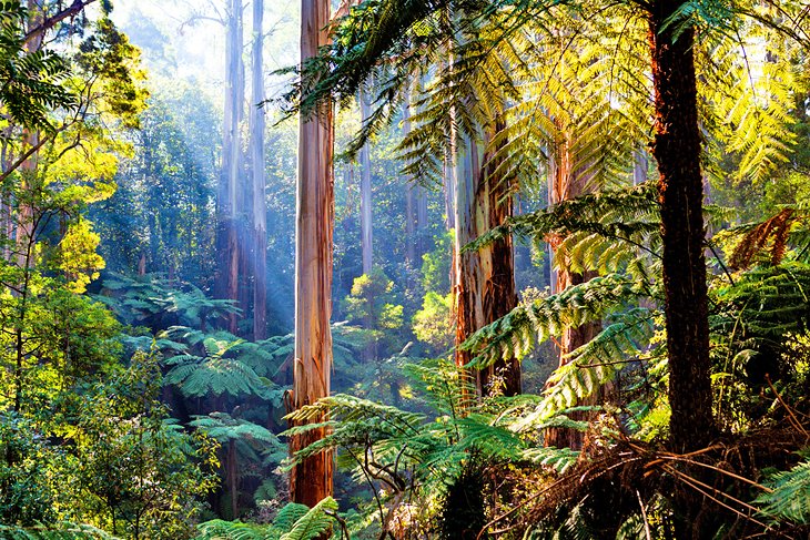 Beautiful native forest in the Dandenong Ranges