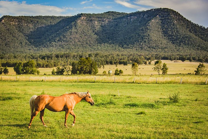 A horse in the Upper Hunter Valley