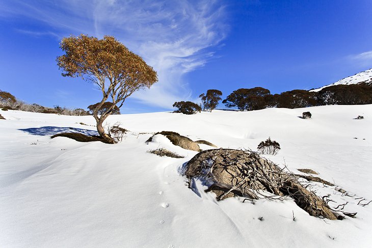 Snow gums in the Snowy Mountains