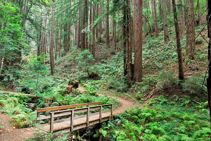 Redwood forest at the Purisima Creek Redwoods Open Reserve