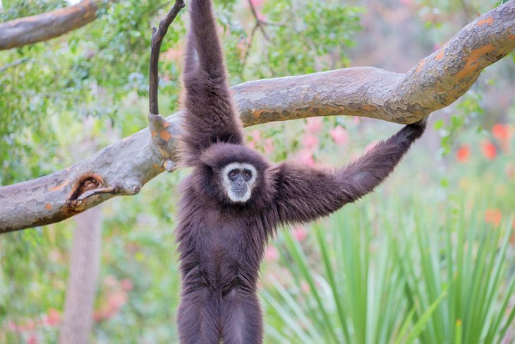 White-handed gibbon at the Oakland Zoo