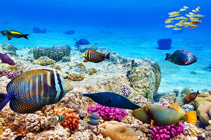 Colorful fish in the Red Sea at Hurghada