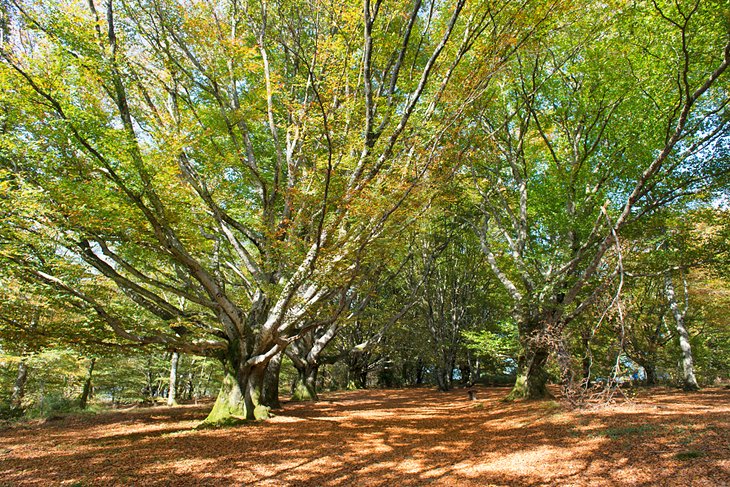 Millevaches Regional Park