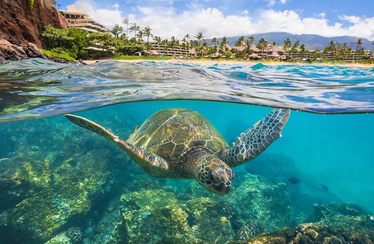 Photo Source: Sheraton Maui Resort & Spa