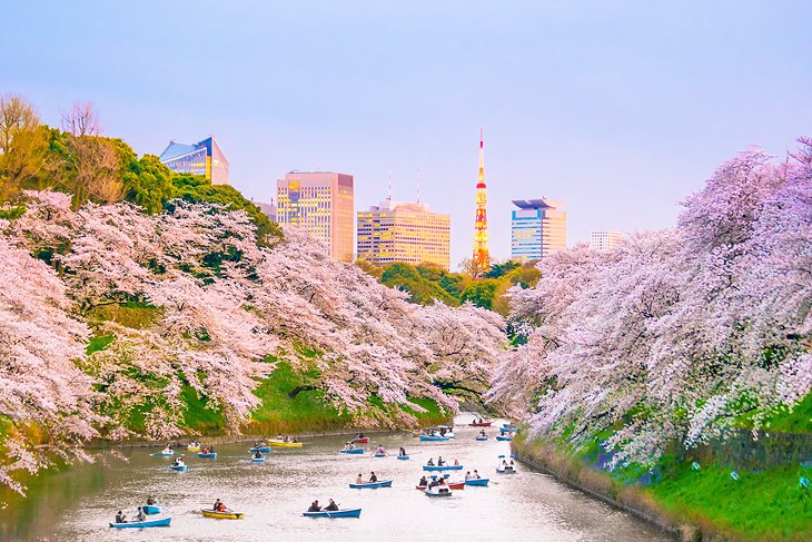 Chidorigafuchi Park with cherry blossoms