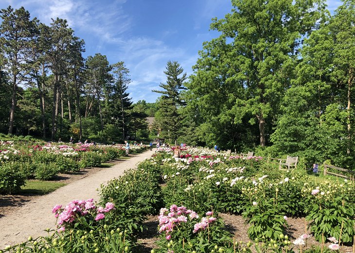 Jardin de pivoines à Nichols Arboretum