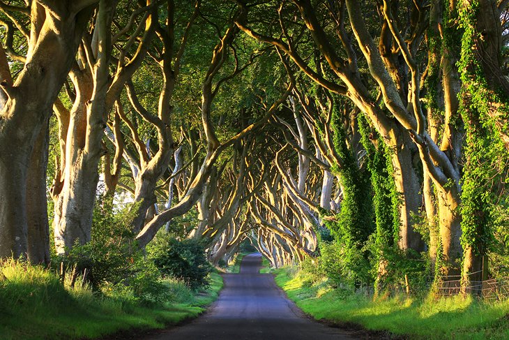 The Dark Hedges