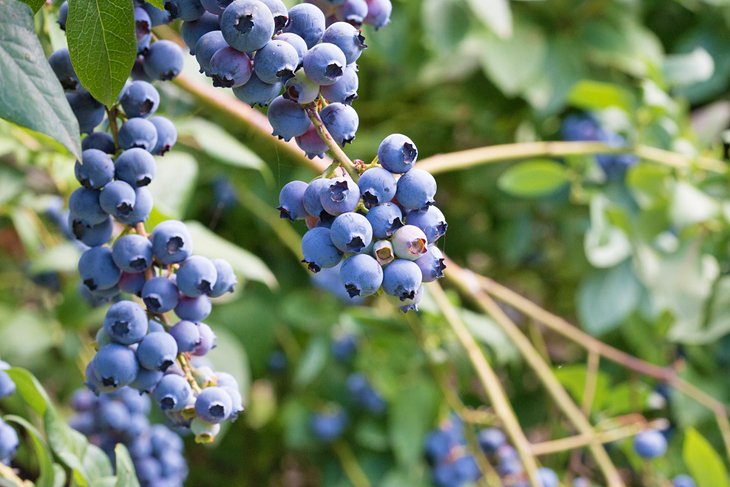 Blueberries, ripe for picking