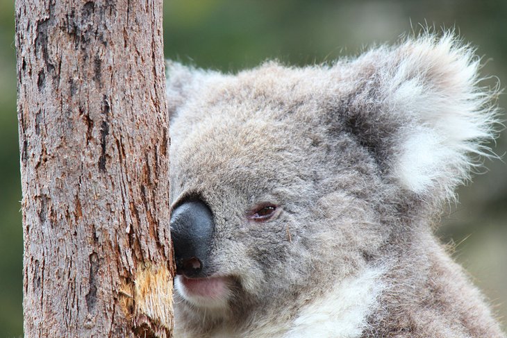 Baby koala on Philip Island