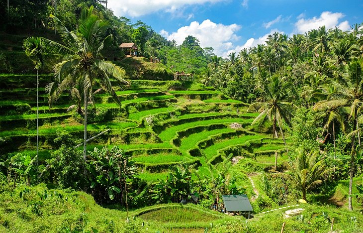 Rice paddies in Bali