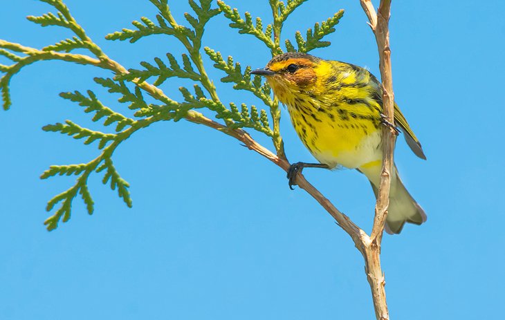 Cape May warbler