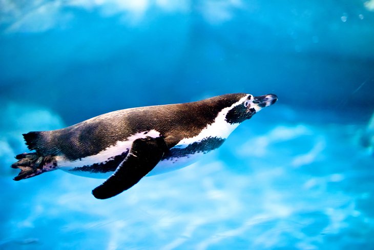 Humboldt penguin at the zoo