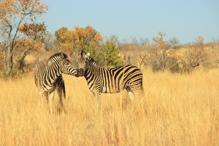 Zebra in a nature reserve on the outskirts of Johannesburg