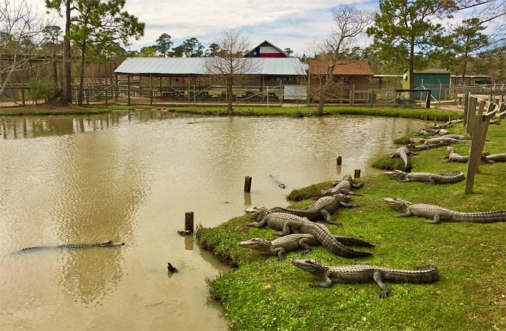 Alligators at the Gator Country Adventure Park