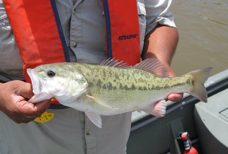 Alabama bass