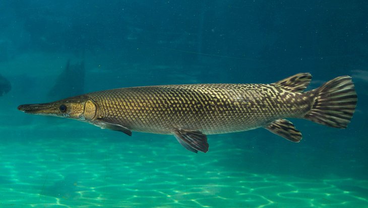 Alligator gar