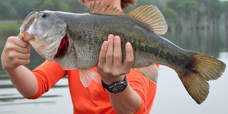 A beautiful largemouth bass