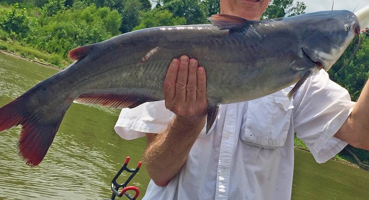 A big Texas catfish