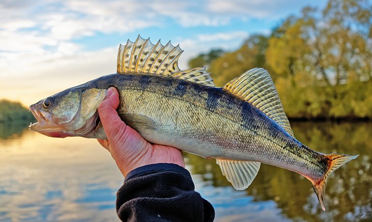 A walleye at sunset