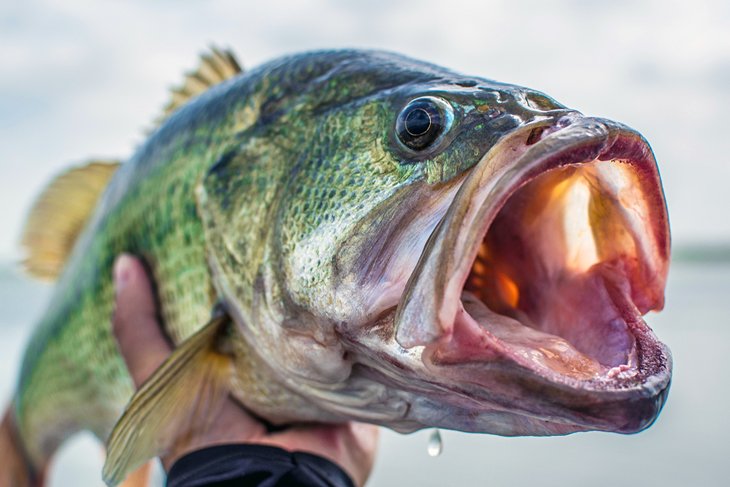 Largemouth bass