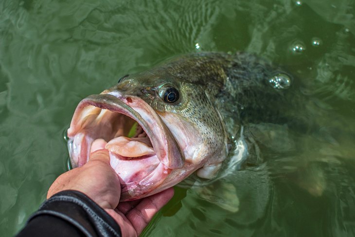 A largemouth bass