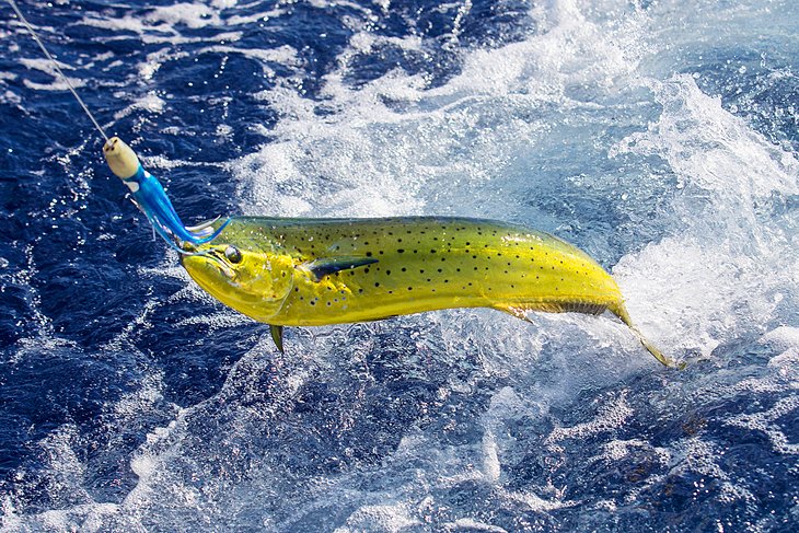 Mahi-mahi