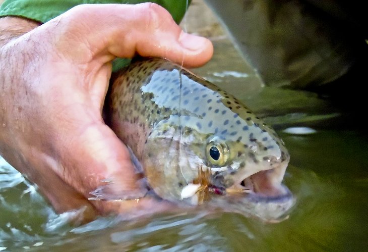 A fly-caught rainbow from the Canyon Tailrace fishery