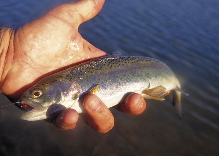 A beautiful rainbow trout caught in the Garner State Park