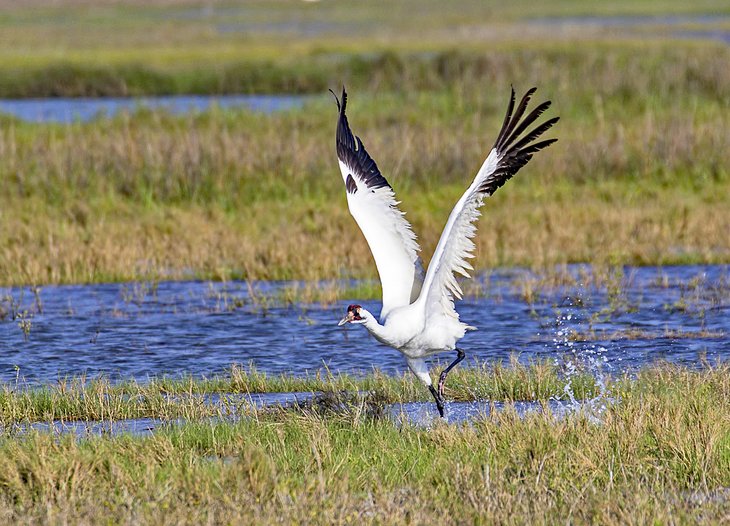A whooping crane takes off from the waters of Aransas Bay