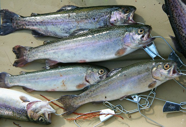 Rainbow trout caught in the Neighborhood Fishin' Lakes