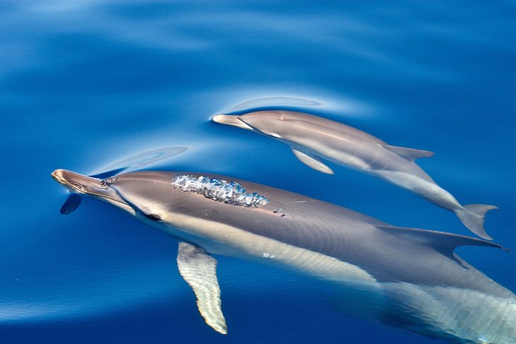 Dolphins off Gibraltar