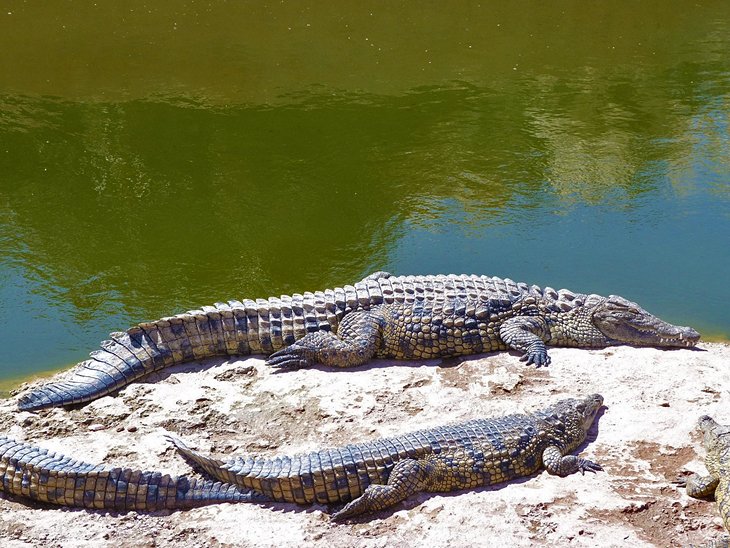 Krokodile im Crocopark