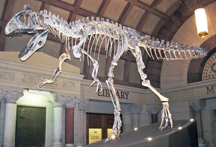 Fossile de dinosaure Cryolophosaurus Ellioti au Musée géologique d'Orton
