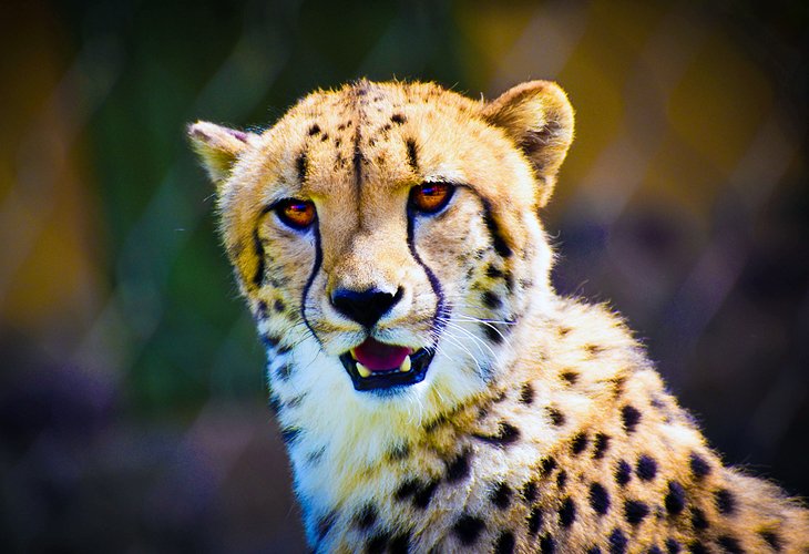 A cheetah at the Columbus Zoo