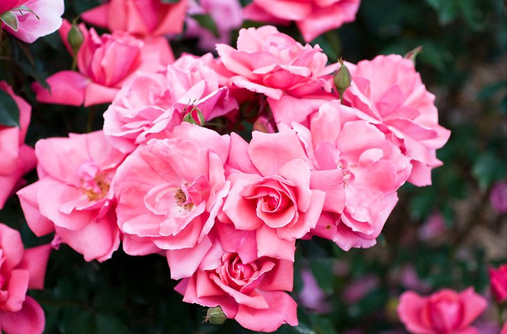 Roses at the Park of Roses in Whetstone Park