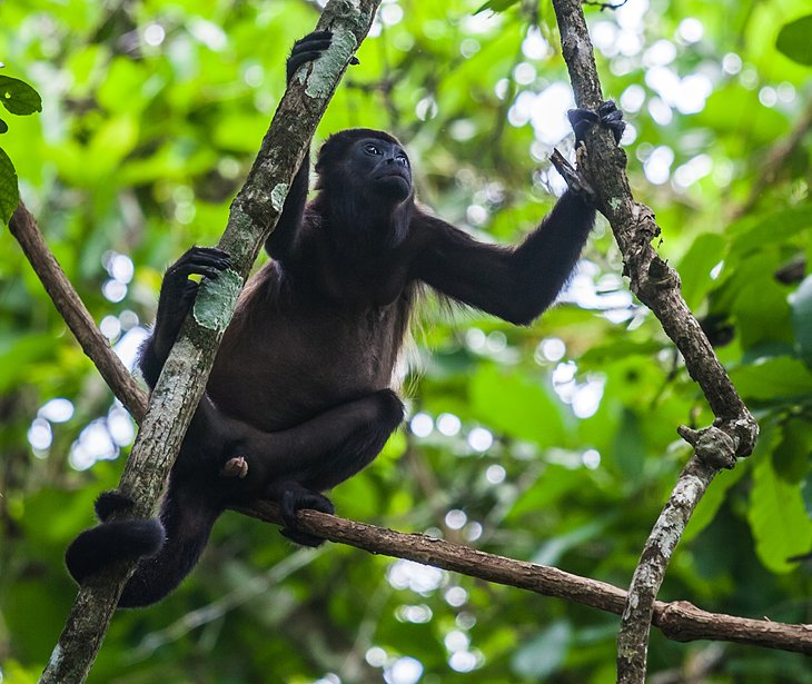 Howler monkey at the Panama Rainforest Discovery Center