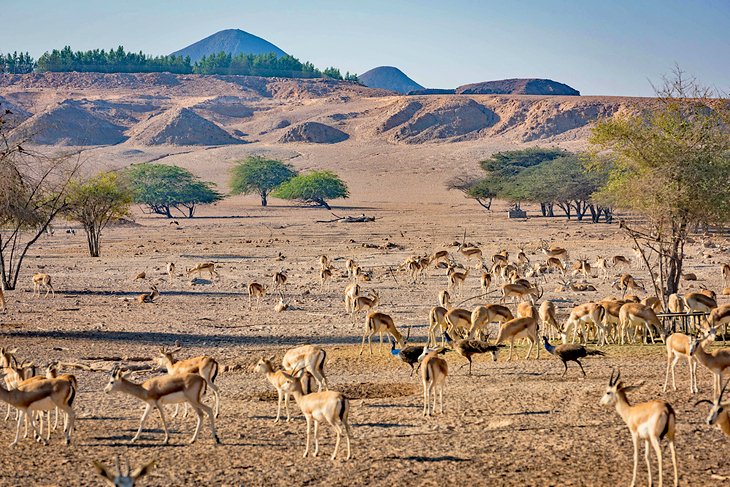 Gazelles on Sir Bani Yas Island